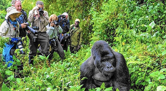 Bwindi Forest