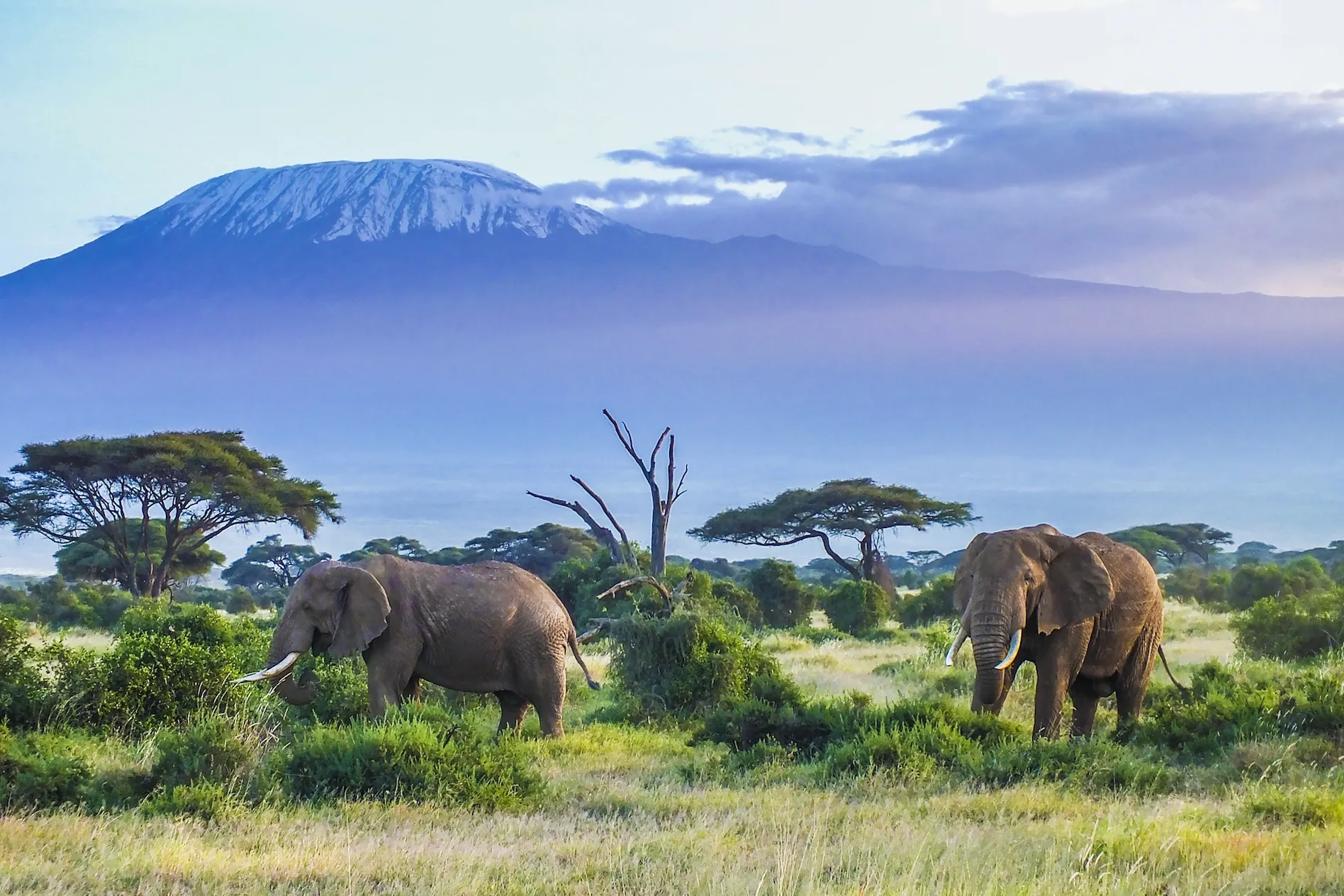 Amboseli