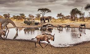 Serengeti